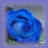 blue rosa