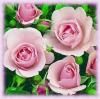 pink rosas