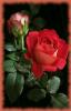 red rosas