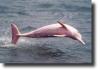 pink dolphine