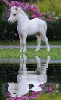 white pony