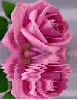 pink rosa