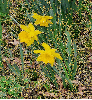 Glitter Daffodils