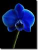 Blue orchids