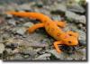 orange gecko