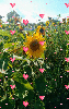 Sunflower & Hearts Background