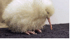 albino kivi