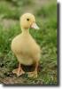 duck baby