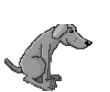 grey dog