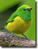 green-yellow bird