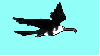 white-black bird
