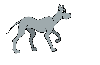 grey dog