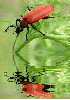 Nagy bíborbogár