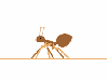 brown ant