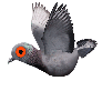 Grey pigeon