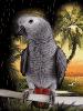 Grey parrot in the rain