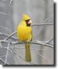 Yellow cardinal