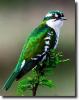 green-white bird