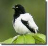 White-black bird