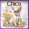 Chihuahua Sticker - Chico