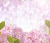 Pink Hydrangea Background