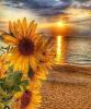 Sunflower By The Ocean