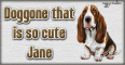 Basset hound - Jane