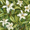 White Lillies Background